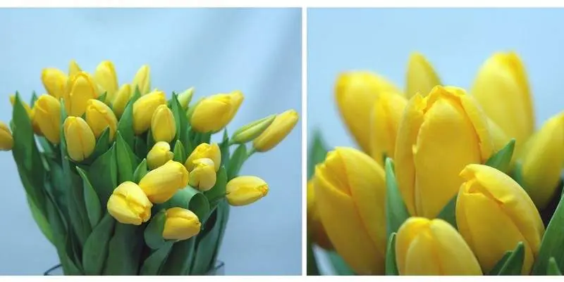 Букет Конкуэрор