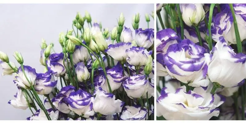 Лизиантус Эскалибур (75)